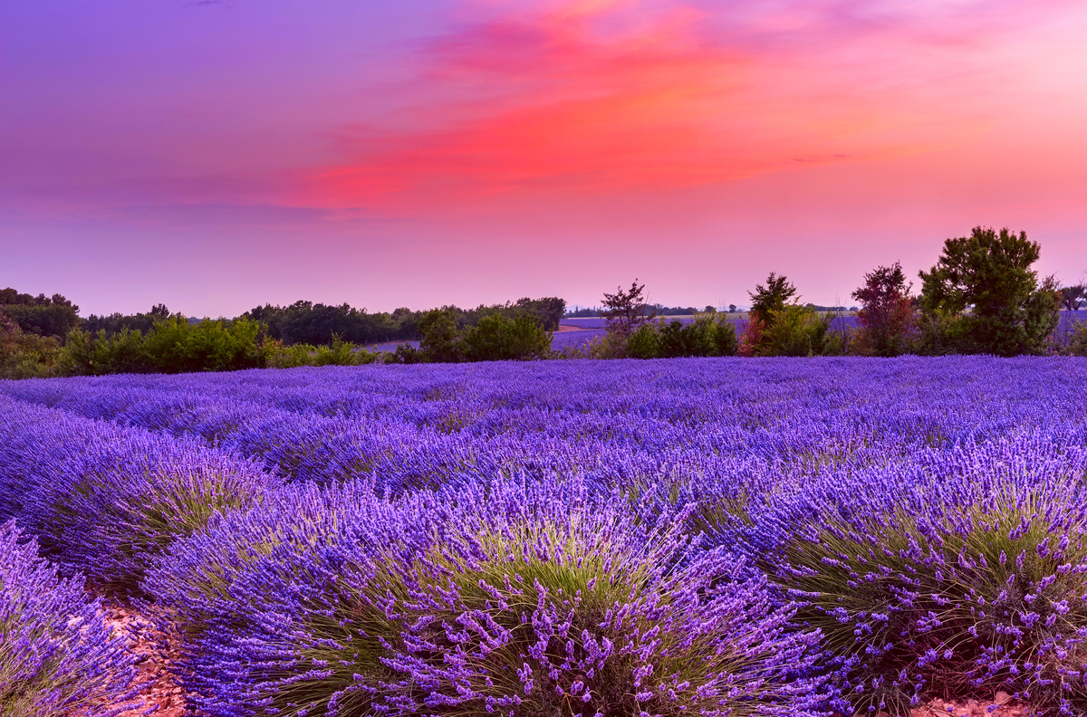 Sunset over lavender field in Provence